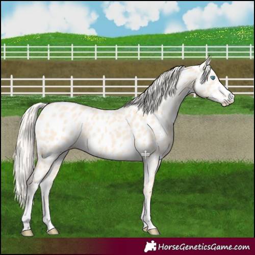Horse Color:Cremello Appaloosa