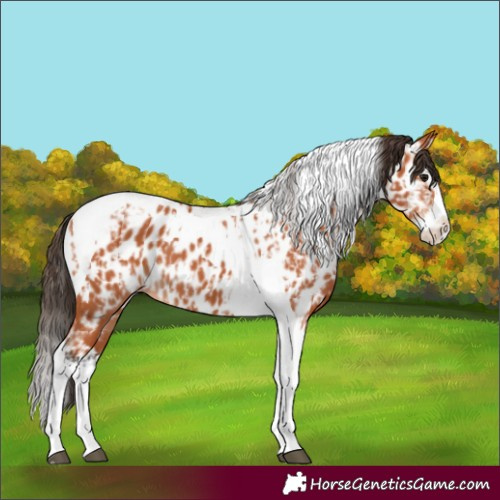Horse Color:Bay Splash Tobiano Near Leopard and Bay Splash Tobiano Near Leopard