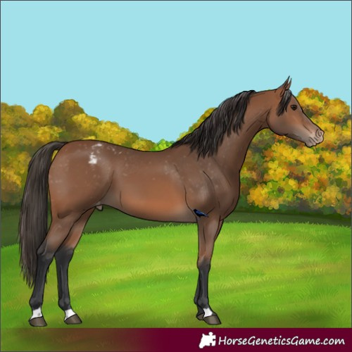 Horse Color:Bay Snowcap 