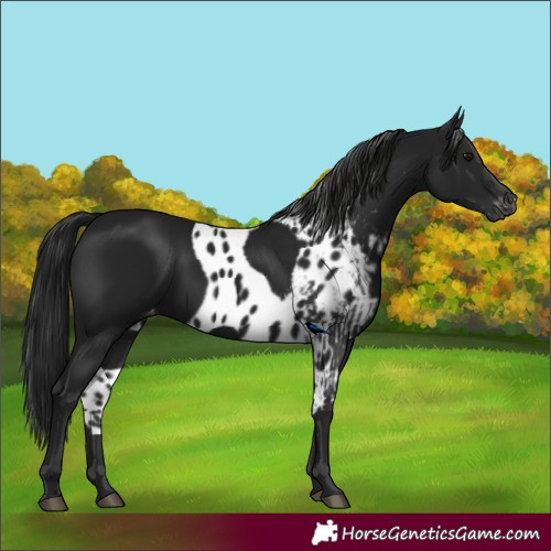 Horse Color:Gray Black Skewed LP Spotted