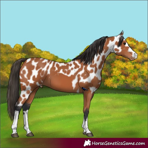 Horse Color:Bay Skewed LP Spotted