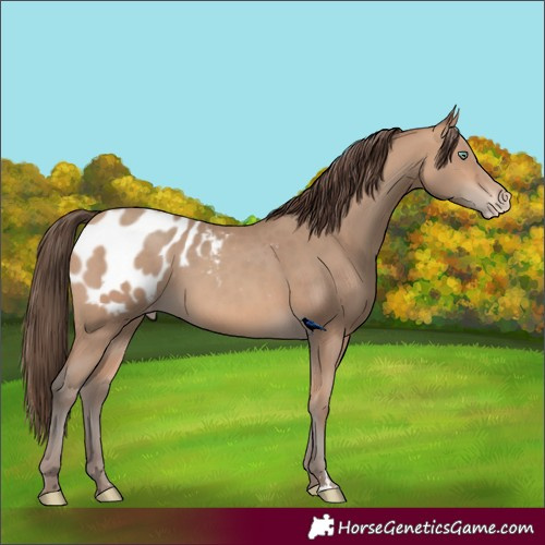 Horse Color:Amber Champagne Blanket Rabicano 