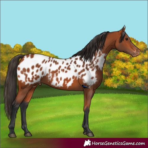 Horse Color:Bay Blanket 