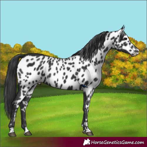 Horse Color:Black Skewed LP Spotted