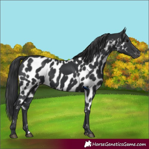 Horse Color:Black Skewed LP Spotted