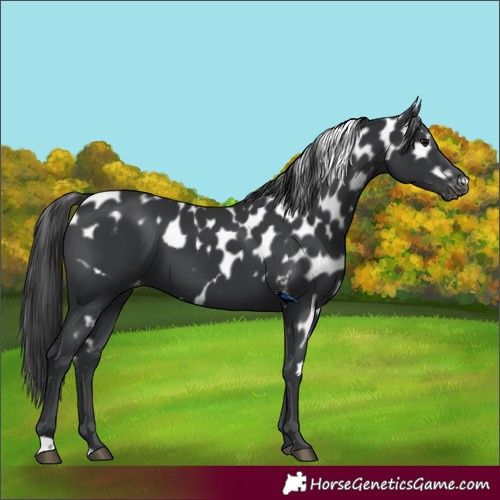 Horse Color:Black Skewed LP Spotted
