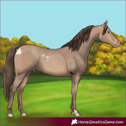 Horse Color:Amber Champagne Skewed LP Spotted Rabicano 