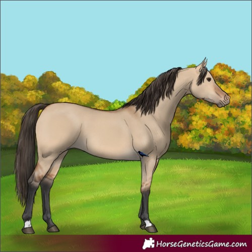Horse Color:Bay Dun 
