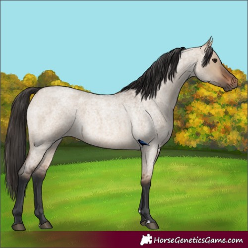 Horse Color:Brown Roan Dun 