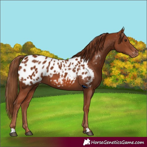 Horse Color:Chestnut Blanket 