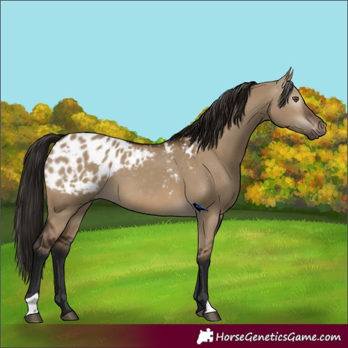 Horse Color:Gray Bay Dun Blanket 
