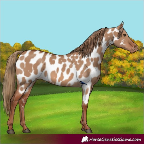 Horse Color:Red Dun Near Leopard