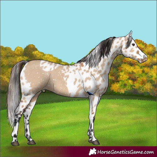 Horse Color:Bay Dun Skewed Appaloosa 