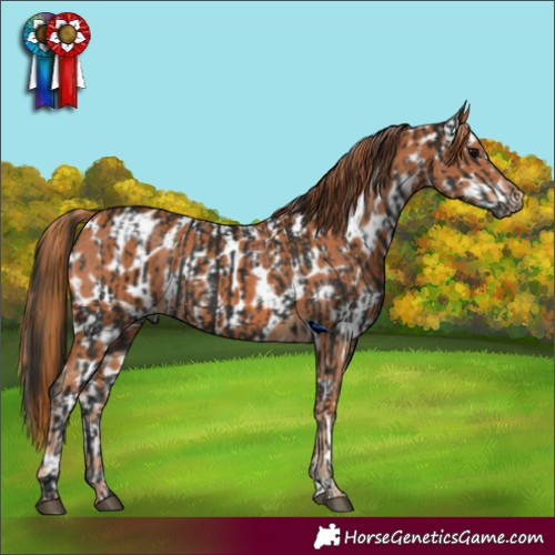 Horse Color:Gray Black Appaloosa  and Chestnut Appaloosa 
