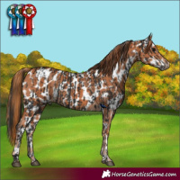 Horse Color:Gray Black Snowflake Varnish  and Chestnut Near Leopard 