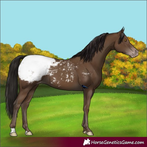 Horse Color:Gray Classic Champagne Appaloosa 