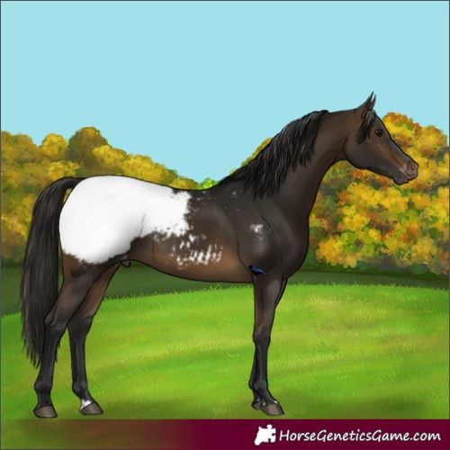 Horse Color:Gray Buckskin Appaloosa Rabicano 