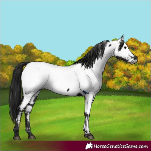 Horse Color:Gray Black Appaloosa