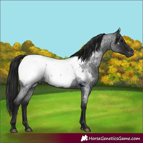Horse Color:Gray Blue Roan Appaloosa 