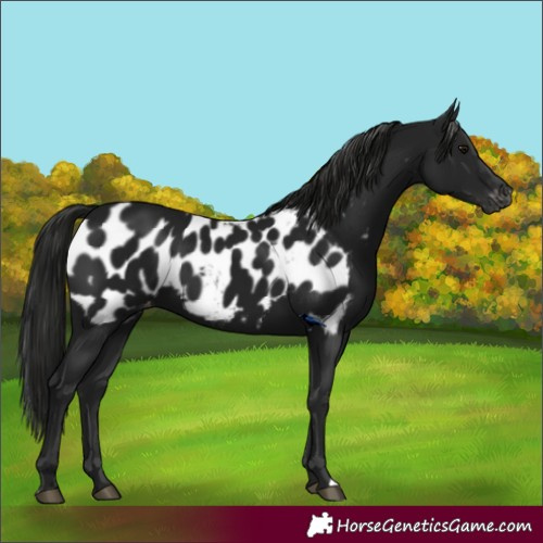 Horse Color:Gray Black Appaloosa
