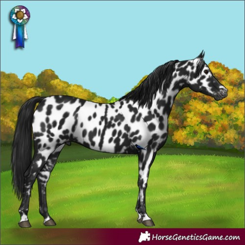 Horse Color:Gray Black Appaloosa