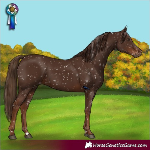 Horse Color:Gray Chestnut Skewed LP Spotted