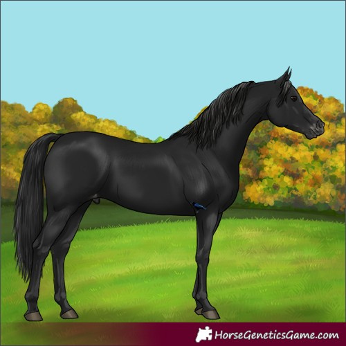 Horse Color:Gray Black Appaloosa 