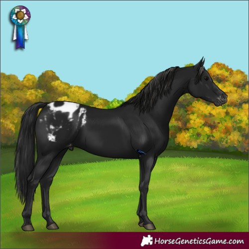 Horse Color:Gray Black Appaloosa