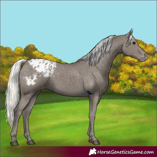 Horse Color:Silver Smoky Black Varnish Rabicano 
