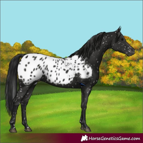Horse Color:Gray Black Blanket 