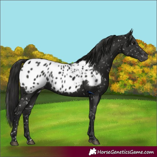Horse Color:Gray Black Appaloosa