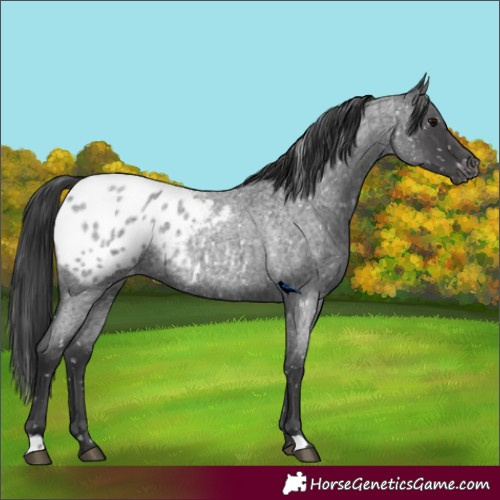 Horse Color:Blue Roan Appaloosa Rabicano 
