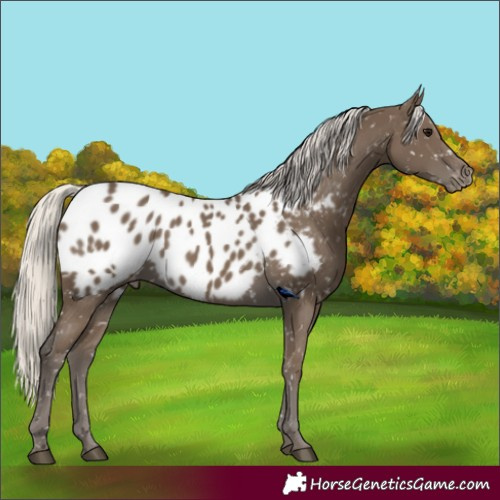 Horse Color:Silver Smoky Black Appaloosa Rabicano 