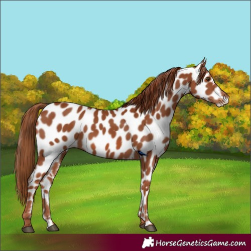 Horse Color:Chestnut Appaloosa