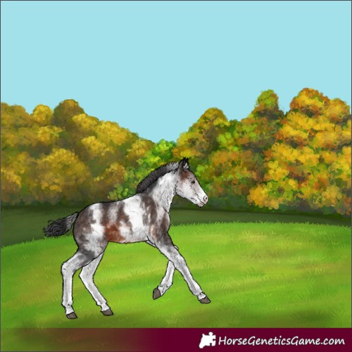 Horse Color:White Spotted Brown 