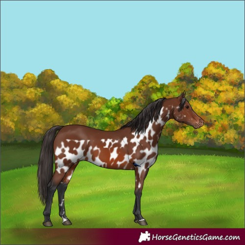Horse Color:Brown Skewed Appaloosa Rabicano 