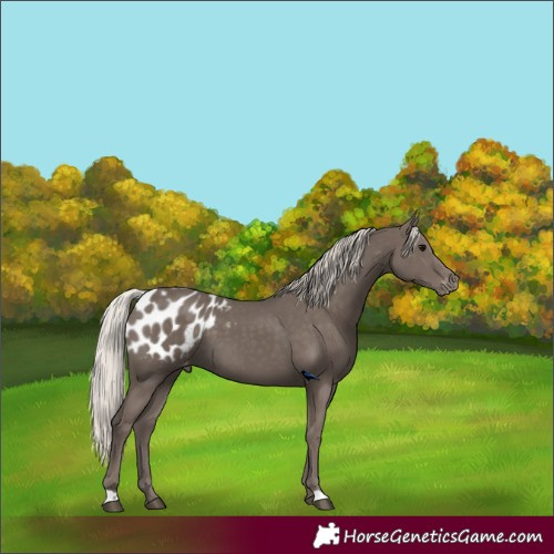 Horse Color:Silver Black Appaloosa