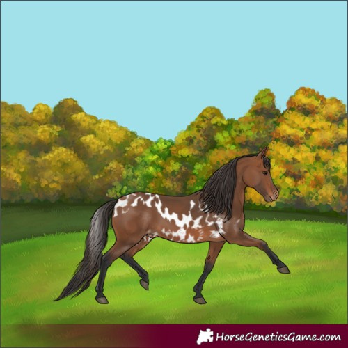 Horse Color:Bay Skewed Appaloosa
