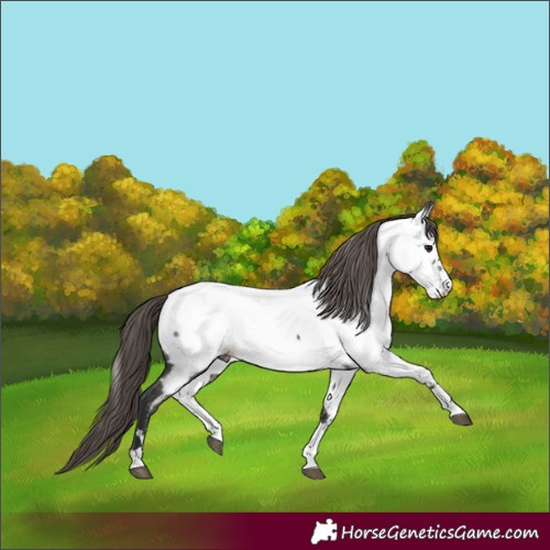 Horse Color:Grullo Near Fewspot 