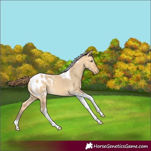 Horse Color:Amber Cream Champagne Dun Tobiano Appaloosa 