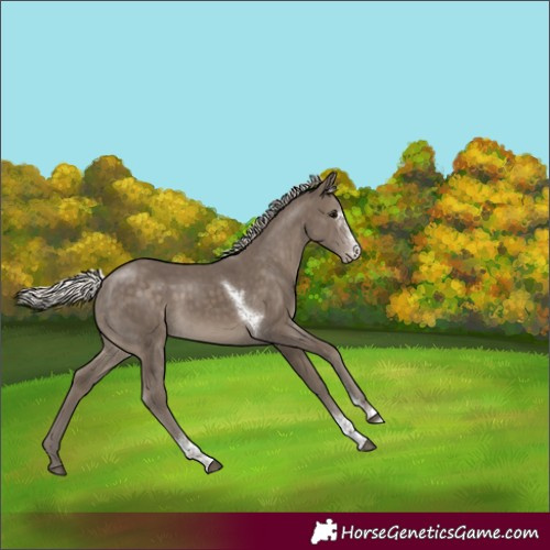 Horse Color:Silver Smoky Black Sabino Tobiano Appaloosa Rabicano 