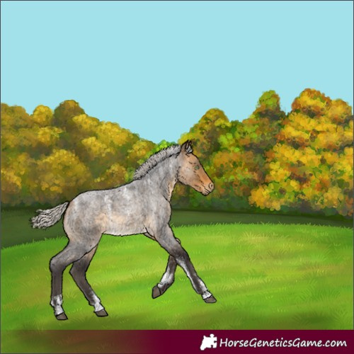 Horse Color:Powder White Silver Buckskin Roan