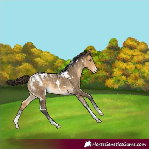 Horse Color:Powder White White Spotted Buckskin Dun Rabicano 