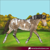 Horse Color:Powder White White Spotted Buckskin Dun Rabicano 