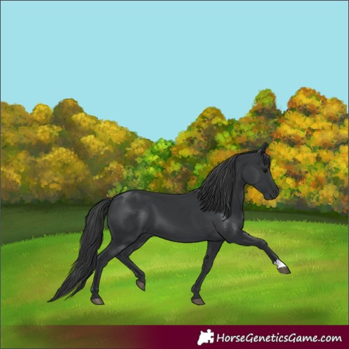 Horse Color:Black 