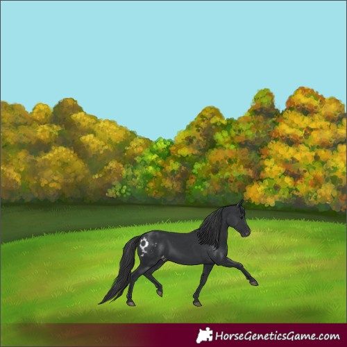 Horse Color:Black Skewed Appaloosa 