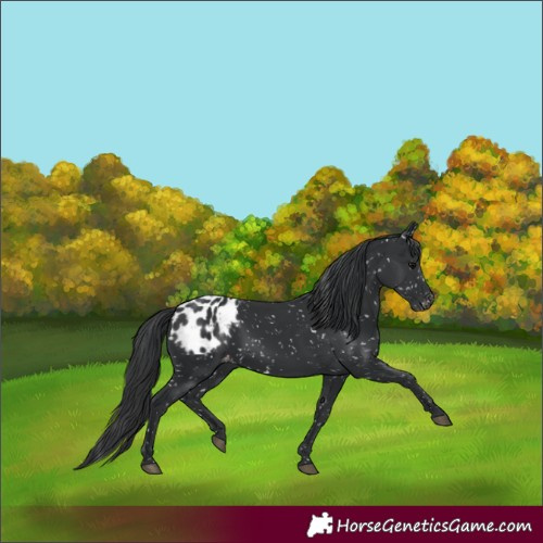 Horse Color:Black Appaloosa