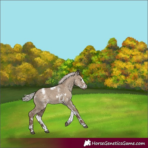 Horse Color:White Spotted Silver Grullo Splash Appaloosa Rabicano 