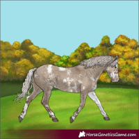Horse Color:White Spotted Silver Grullo Splash Varnish Rabicano 