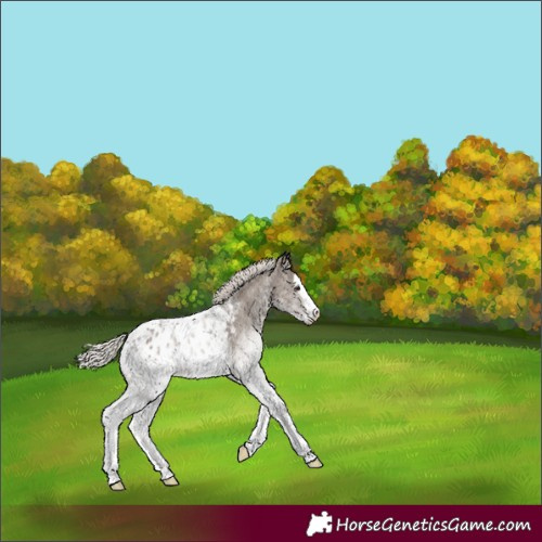 Horse Color:White Spotted Silver Grullo Splash Appaloosa Rabicano